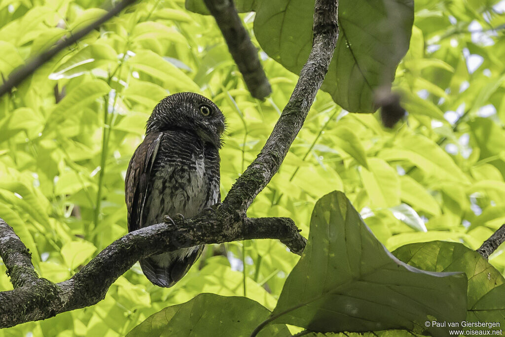 Chestnut-backed Owletadult