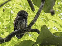 Chestnut-backed Owlet