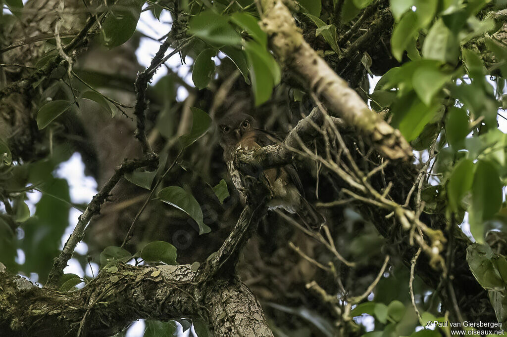 Chevêchette à pieds jaunesadulte