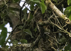 Red-chested Owlet