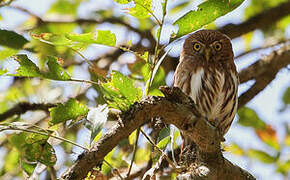 Ferruginous Pygmy Owl