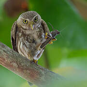 Ferruginous Pygmy Owl