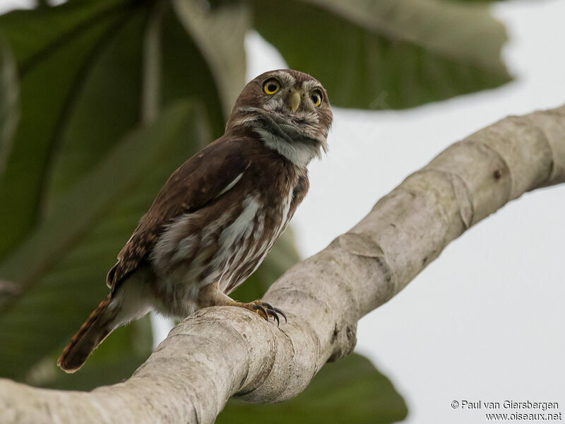 Ferruginous Pygmy Owl