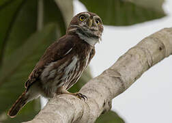 Ferruginous Pygmy Owl