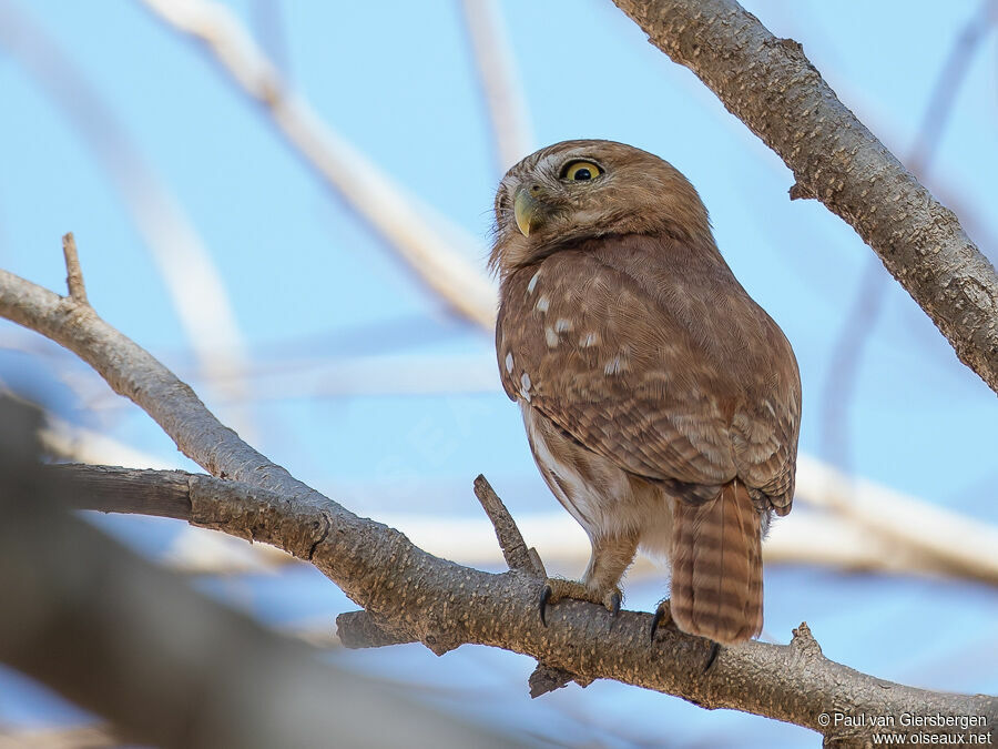 Ferruginous Pygmy Owladult