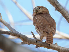 Ferruginous Pygmy Owl