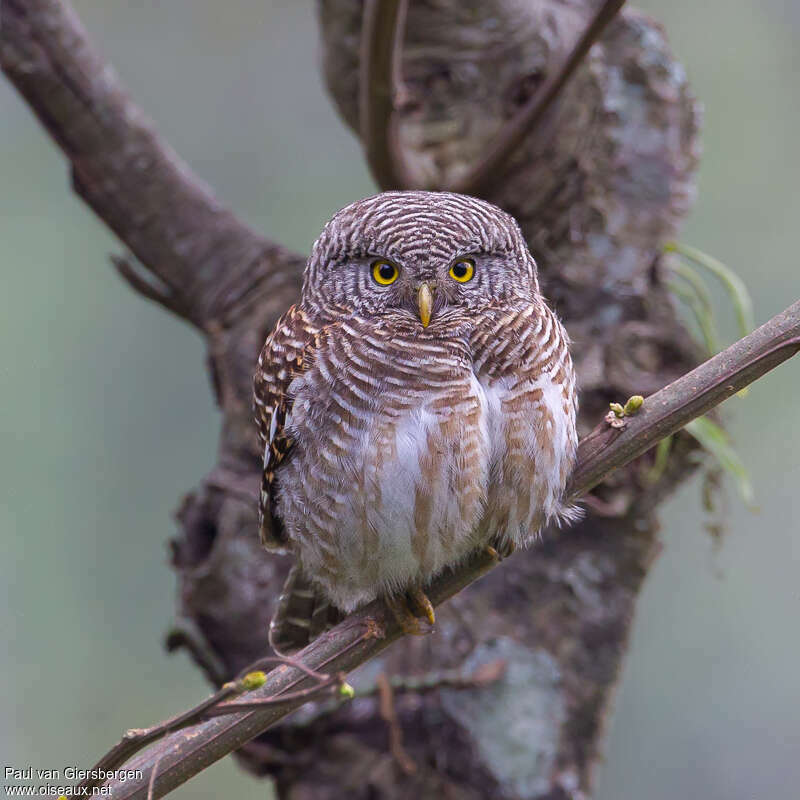 Asian Barred Owletadult, identification