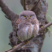 Asian Barred Owlet