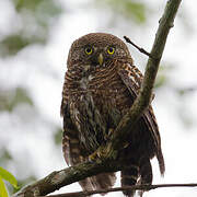 Asian Barred Owlet