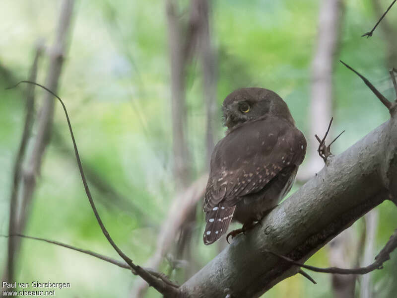 Colima Pygmy Owladult, identification