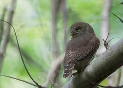 Colima Pygmy Owl