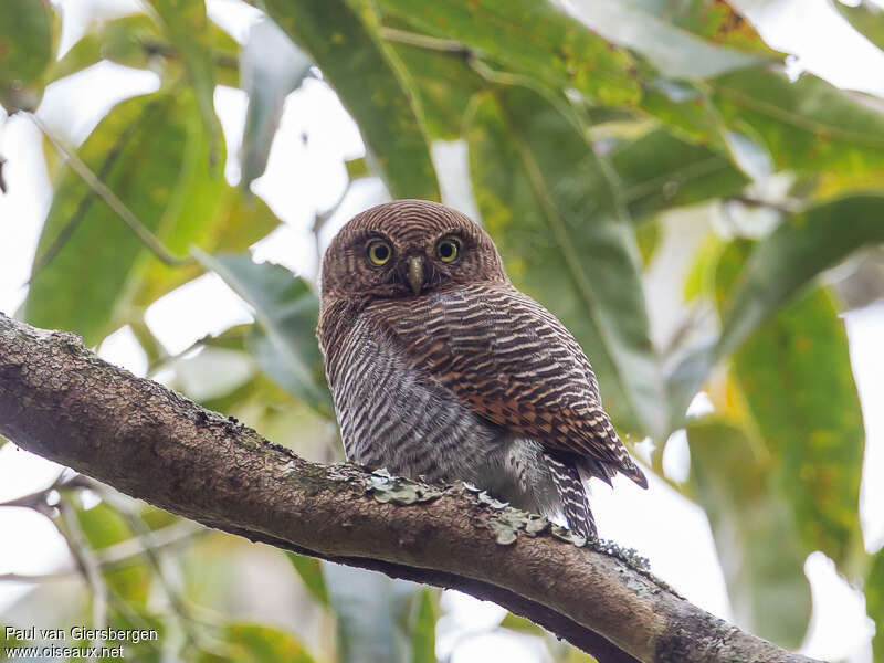 Jungle Owlet, identification