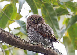 Jungle Owlet