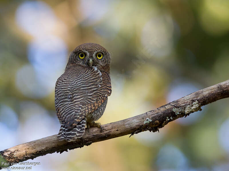 Chevêchette de jungleadulte, identification