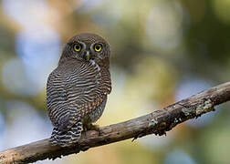 Jungle Owlet