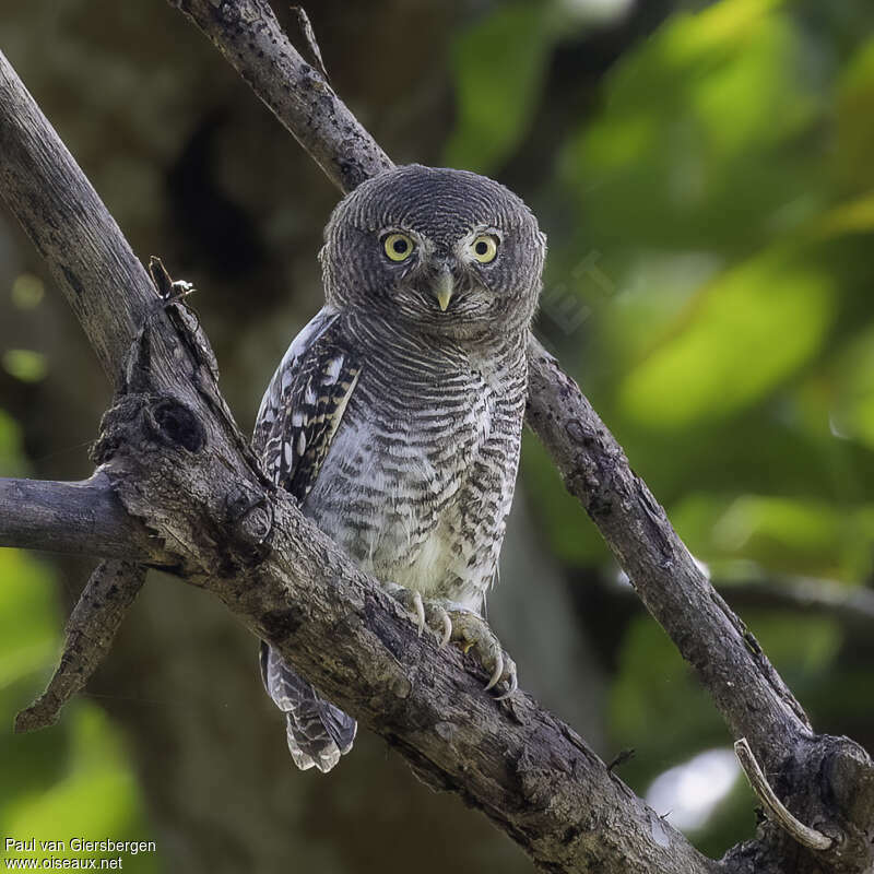 Jungle Owletadult, identification