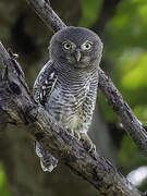 Jungle Owlet