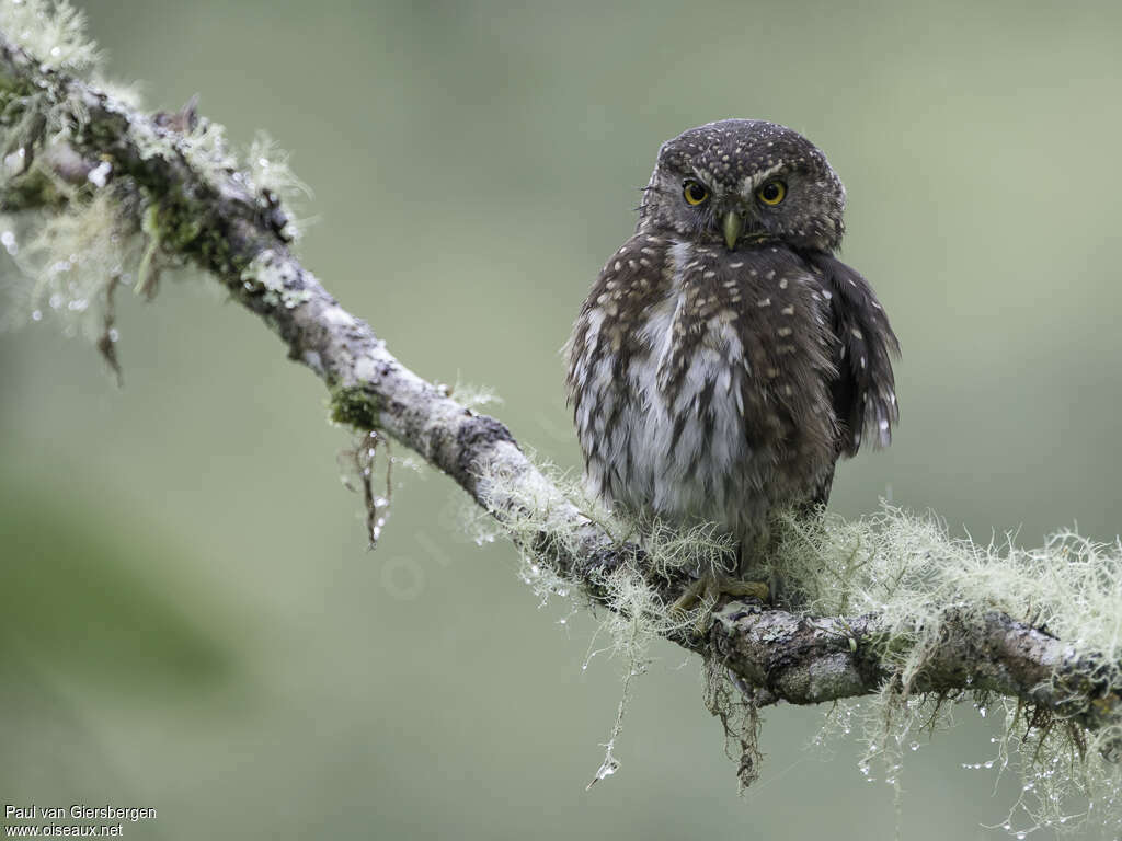 Andean Pygmy Owladult, identification