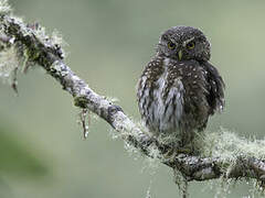 Andean Pygmy Owl