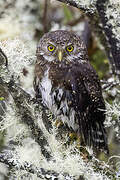 Andean Pygmy Owl
