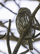 Northern Pygmy Owl