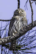 Northern Pygmy Owl