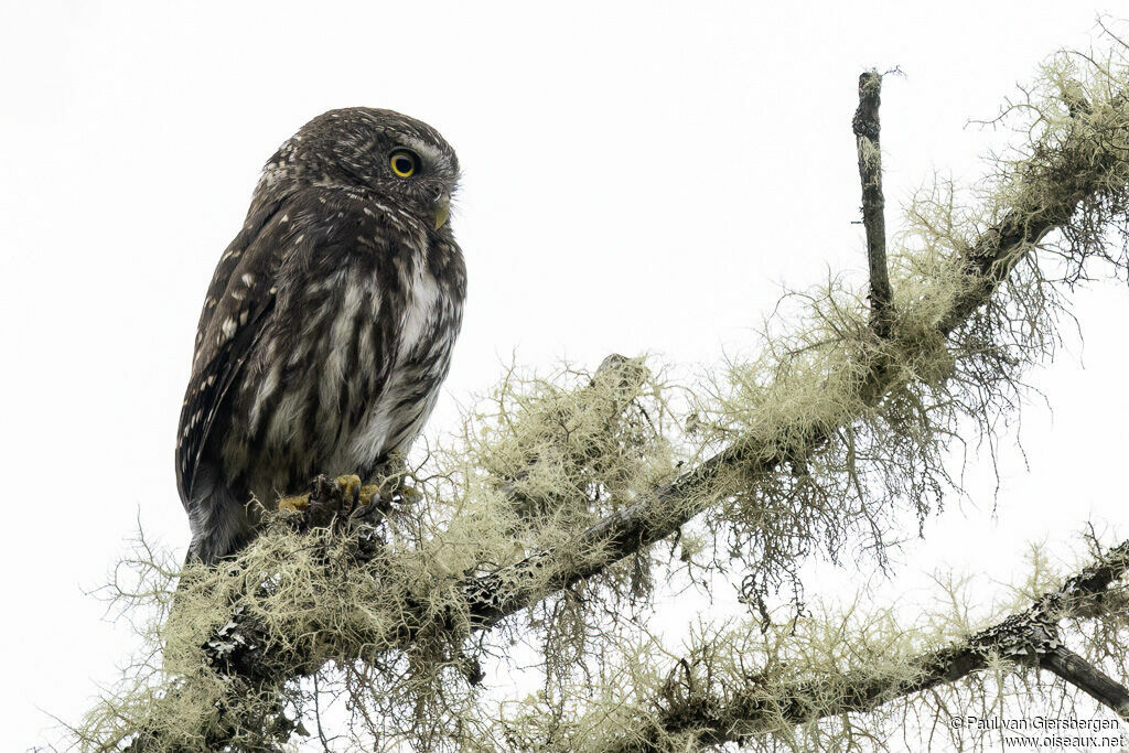 Chevêchette des yungas
