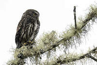 Chevêchette des yungas