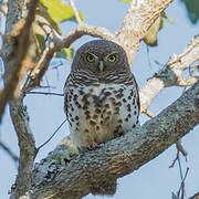 African Barred Owlet