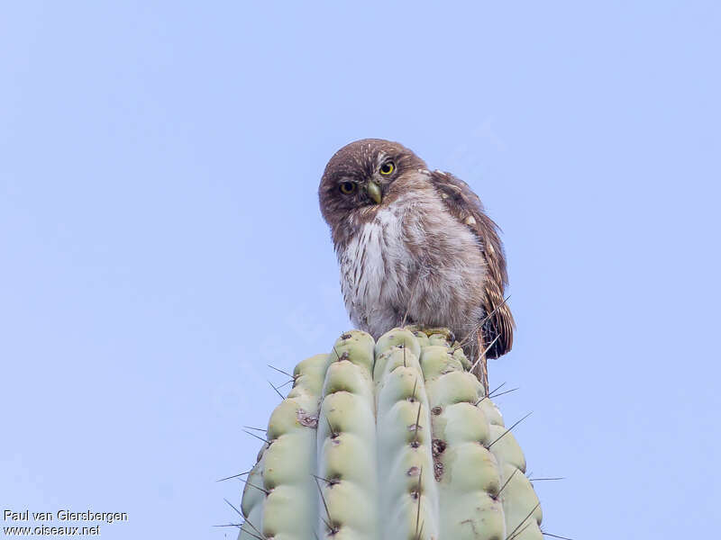 Pacific Pygmy Owl, Behaviour