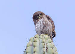 Pacific Pygmy Owl