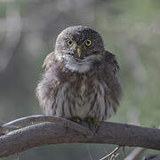 Pacific Pygmy Owl