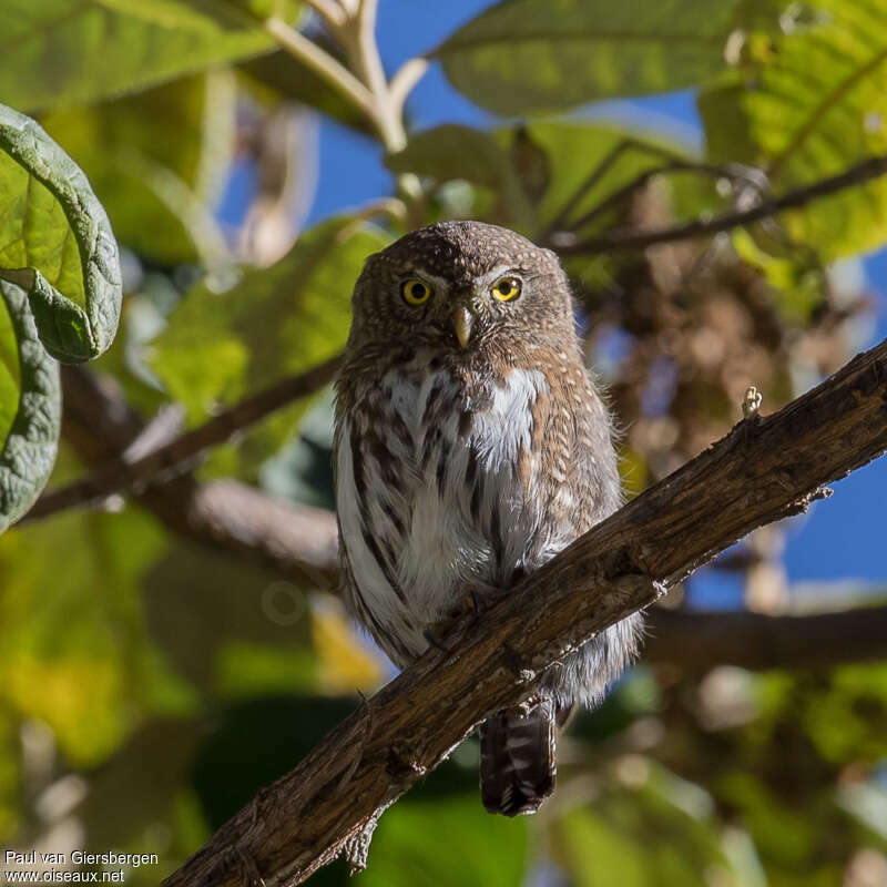 Mountain Pygmy Owl, identification