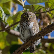 Mountain Pygmy Owl