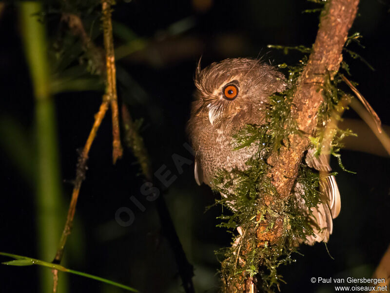 Long-whiskered Owlet