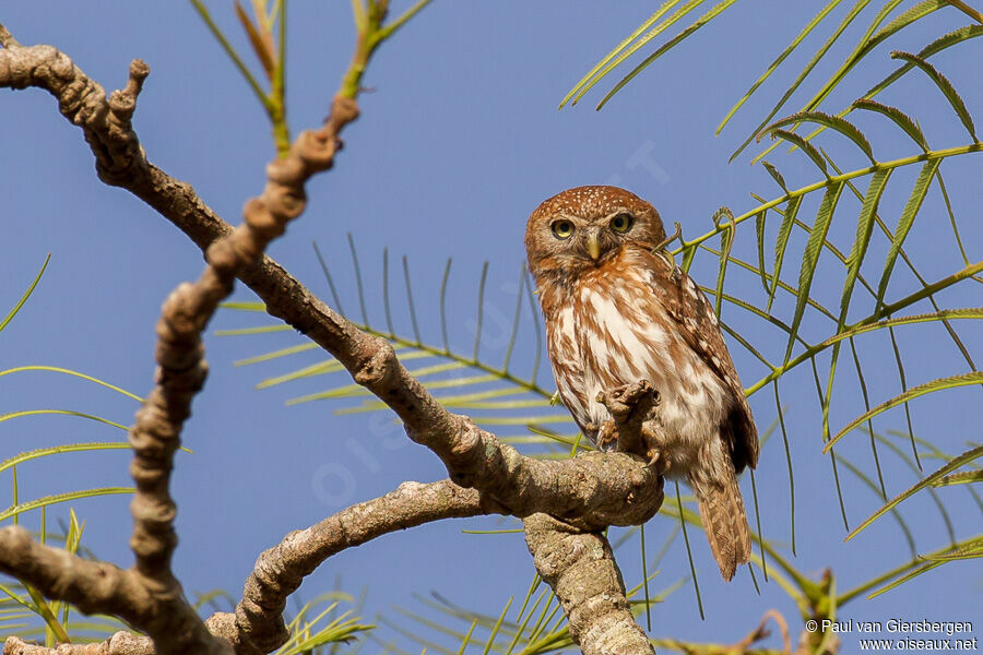 Pearl-spotted Owlet