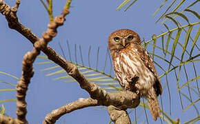 Pearl-spotted Owlet