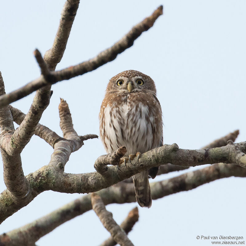 Pearl-spotted Owlet