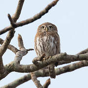 Pearl-spotted Owlet