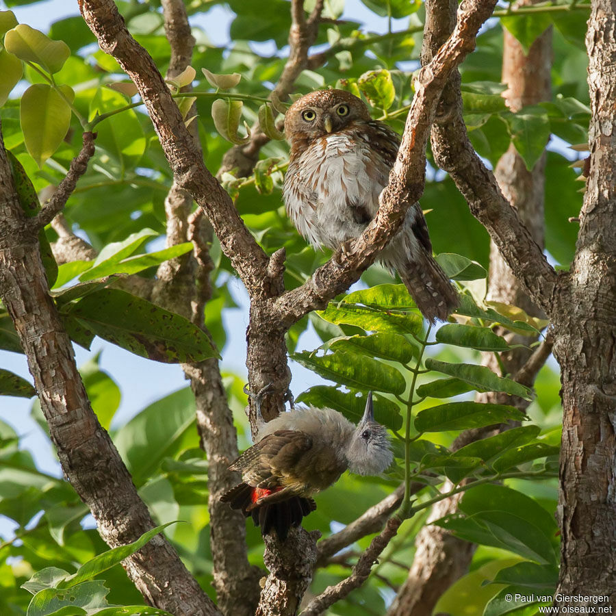 Pearl-spotted Owlet