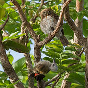 Pearl-spotted Owlet