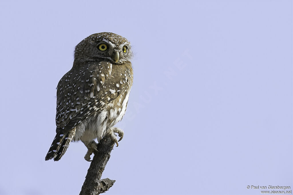 Pearl-spotted Owletadult