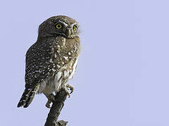 Pearl-spotted Owlet