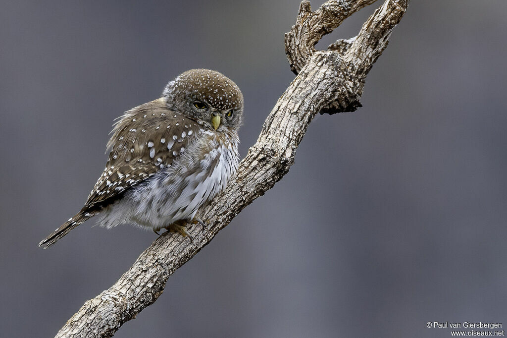 Chevêchette perléeadulte