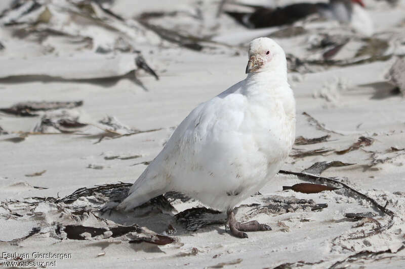 Snowy Sheathbilladult, identification