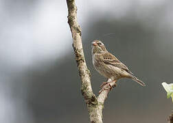 Collared Warbling Finch