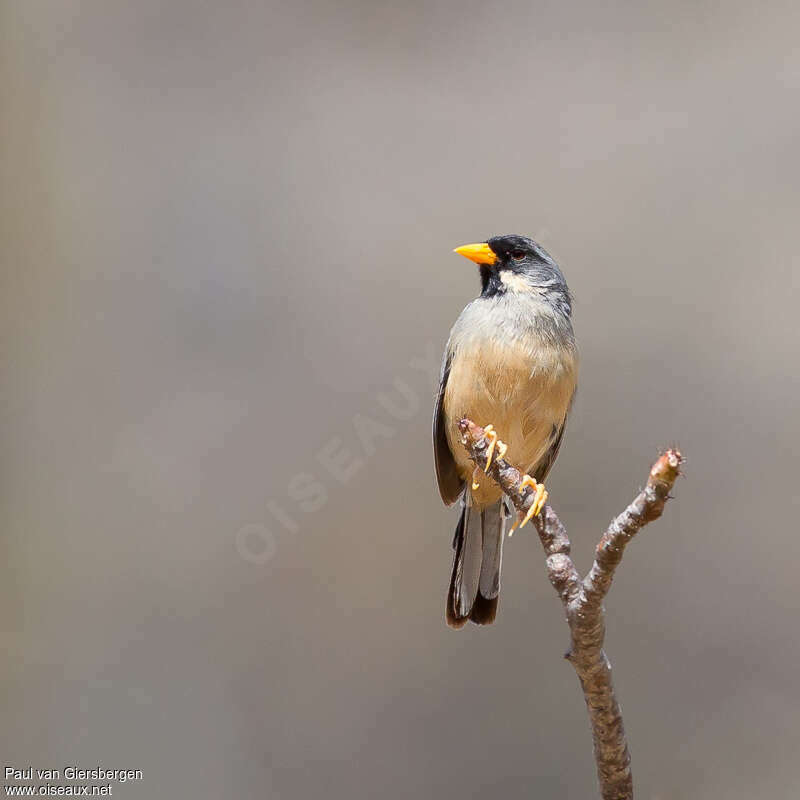 Buff-bridled Inca Finchadult, close-up portrait