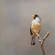 Buff-bridled Inca Finch