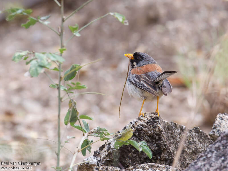 Buff-bridled Inca Finchadult, habitat, Reproduction-nesting