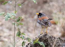 Buff-bridled Inca Finch